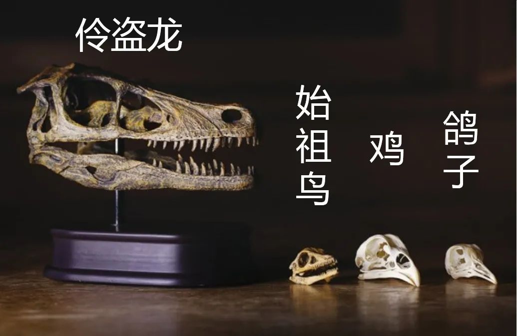 始祖鸟与恐龙、鸡和鸽子的头骨对比，可以看出它们之间结构差异很大