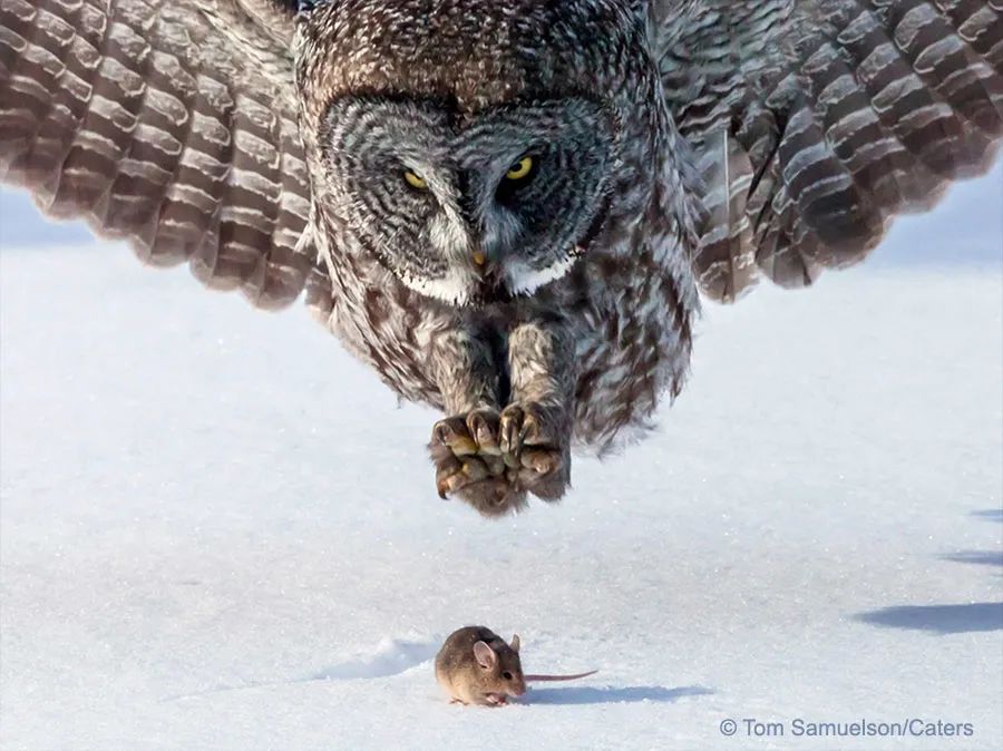 猫头鹰捕食老鼠