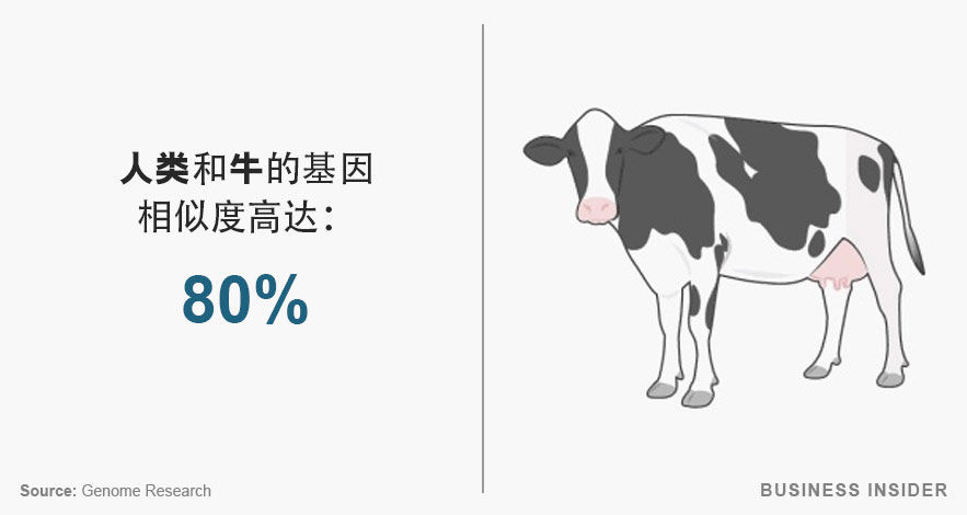 人类和牛的基因相似度