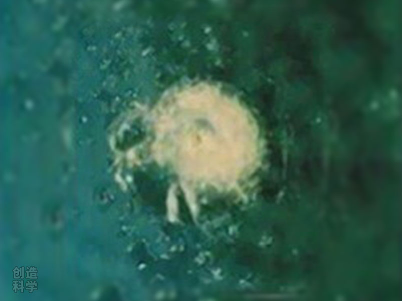 1983年,一块直径只有0.7毫米的碎片打在挑战者号航天飞机的窗户上,维修费用达5万美元。