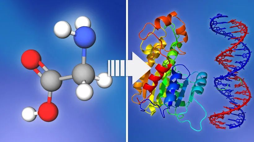 氨基酸/核苷酸进一步合成蛋白质/DNA