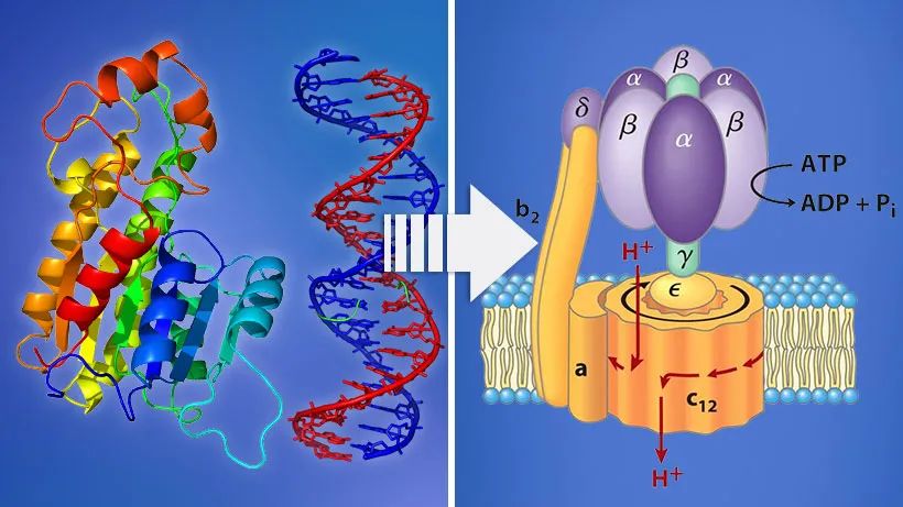 蛋白质组装成分子机器，如细菌鞭毛