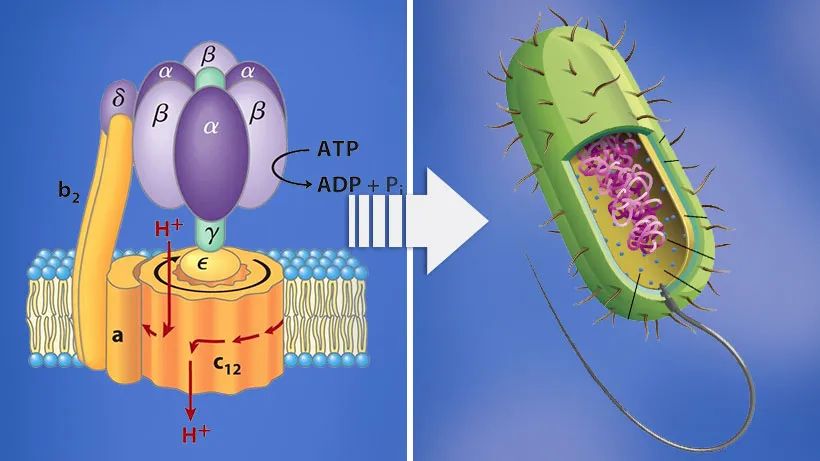 分子机器通过合理组装成为生命细胞