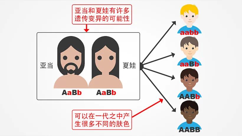 中等棕色父母的后代有可能出现多种肤色