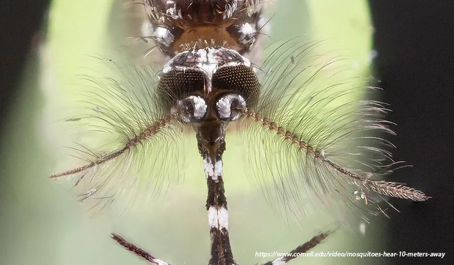 蚊子触角上的感应毛对二氧化碳的感知非常灵敏