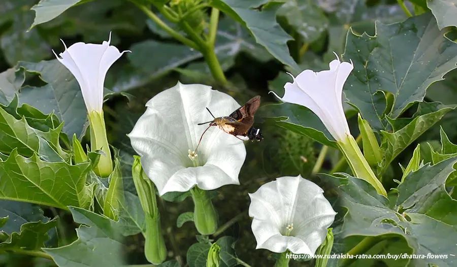 花开的时候大量二氧化碳被释放出来