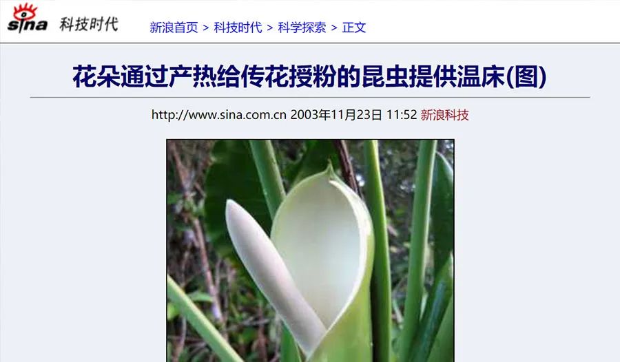 花朵产热可以吸引更多昆虫进行授粉