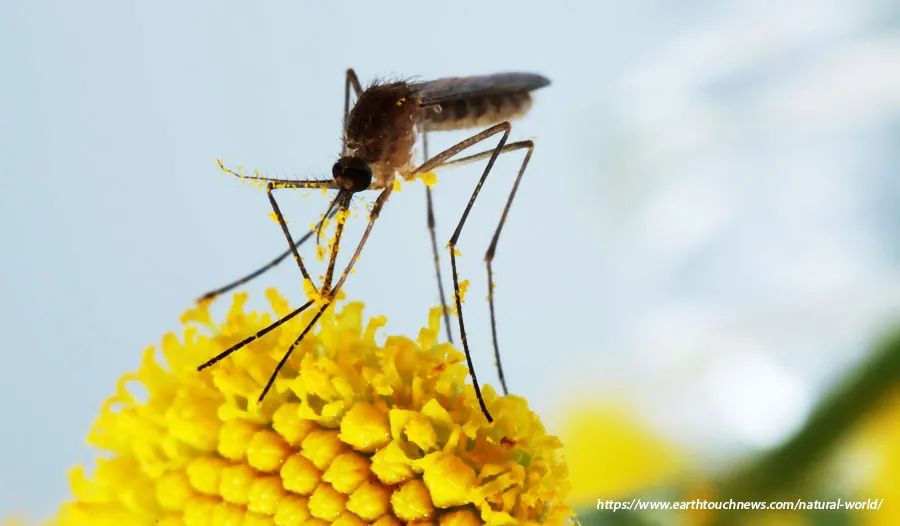 美丽的花朵能吸引蚊子