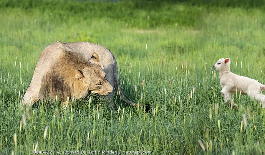 被造之初，动物都是以植物为食