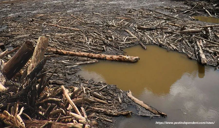 在挪亚大洪水后，部分植物灭绝了