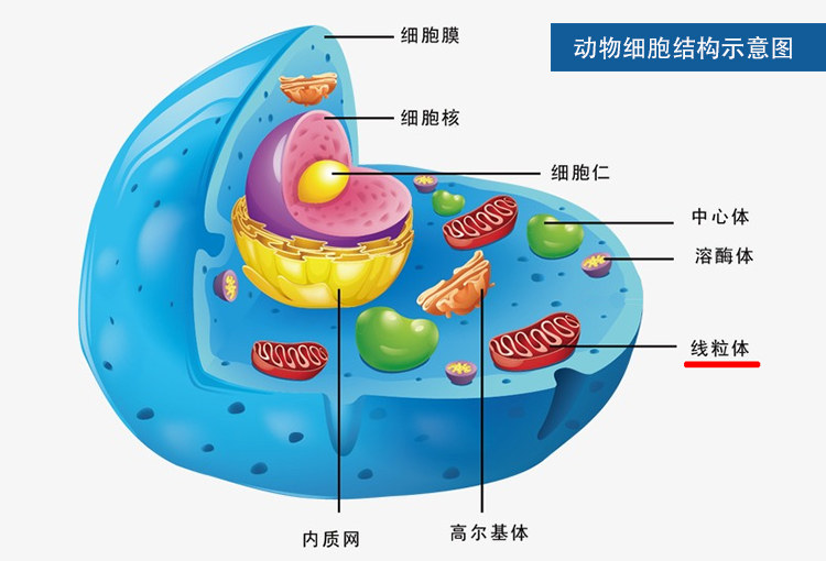 动物细胞结构