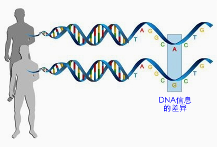 DNA信息的差异