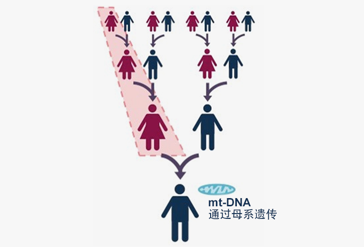 mt-DNA