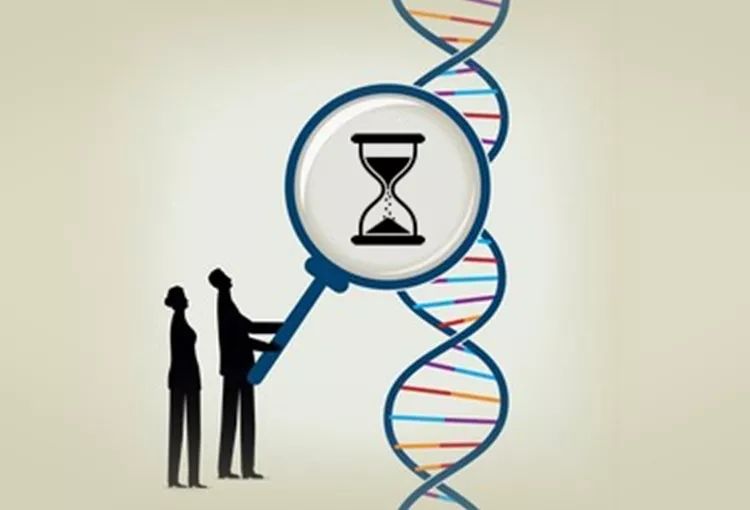 mt-DNA突变速率
