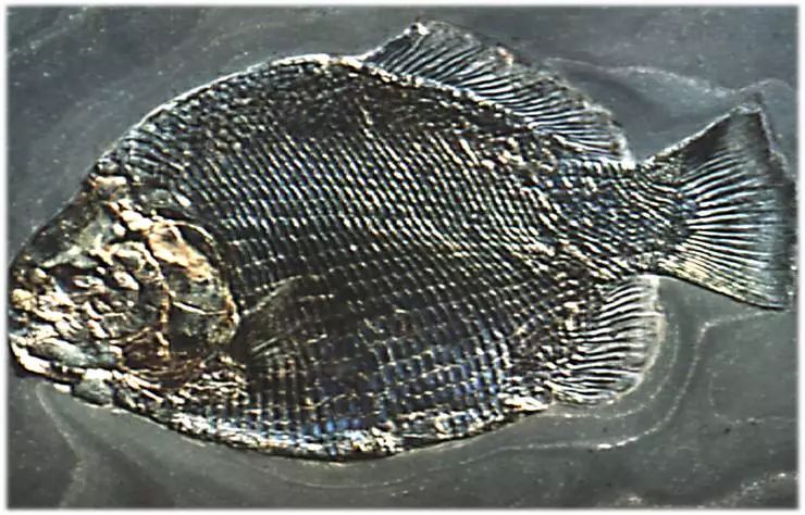 在世界各地,都可以发现保留完整轮廓的鱼化石 在世界各地,都可以发现保留完整轮廓的鱼化石