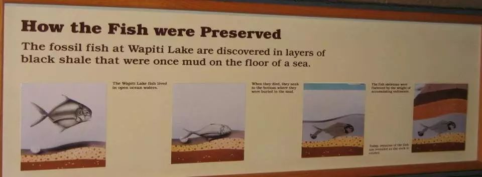 他们认为鱼死之后,便沉入水底,慢慢被沙土掩埋,经过数百万年,沉积成为我们今天所看到的化石。 他们认为鱼死之后,便沉入水底,慢慢被沙土掩埋,经过数百万年,沉积成为我们今天所看到的化石。