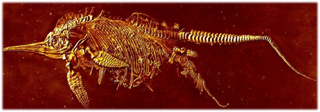 一条正在生产的鱼龙妈妈 一条正在生产的鱼龙妈妈