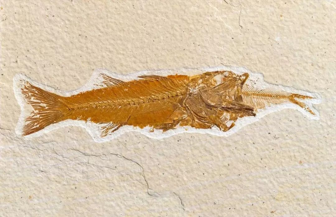 正在用餐的瞬间被迅速掩埋 正在用餐的瞬间被迅速掩埋