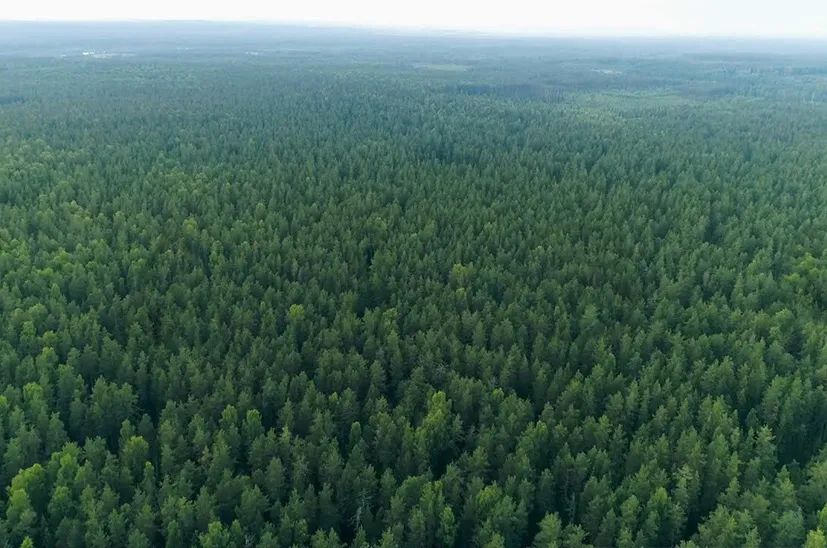 巨量的大树怎么会被埋呢？