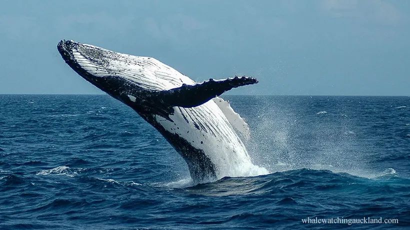 用肺呼吸的鲸受海水的影响较小