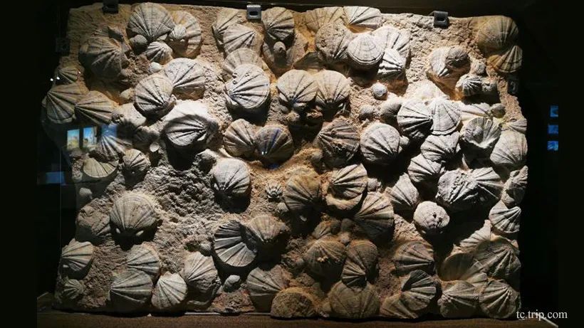 海洋化石中大部分是贝壳