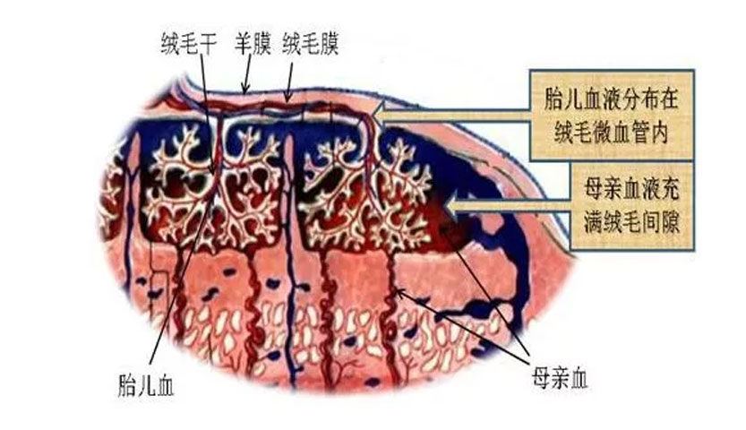 胎盘血管