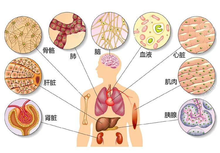 人体由多种细胞构成