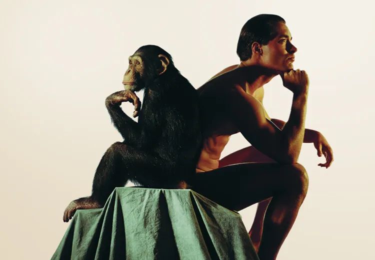 黑猩猩不但外表与人差异明显，而且它的寿命明显更短