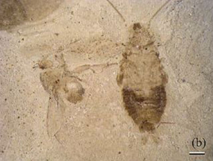 据称4900万年前的蟑螂化石，发现于美国始新世岩层