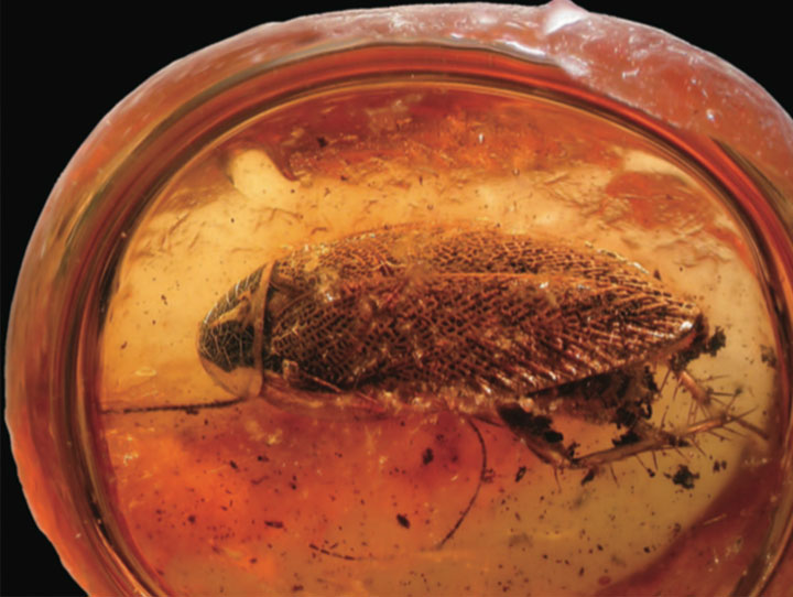 北欧据称4400万年前的蟑螂