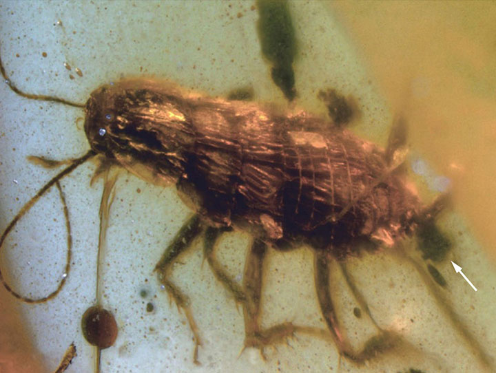 发现于缅甸的琥珀蟑螂，连蟑螂的排泄物也保存了下来，见白色箭头所指