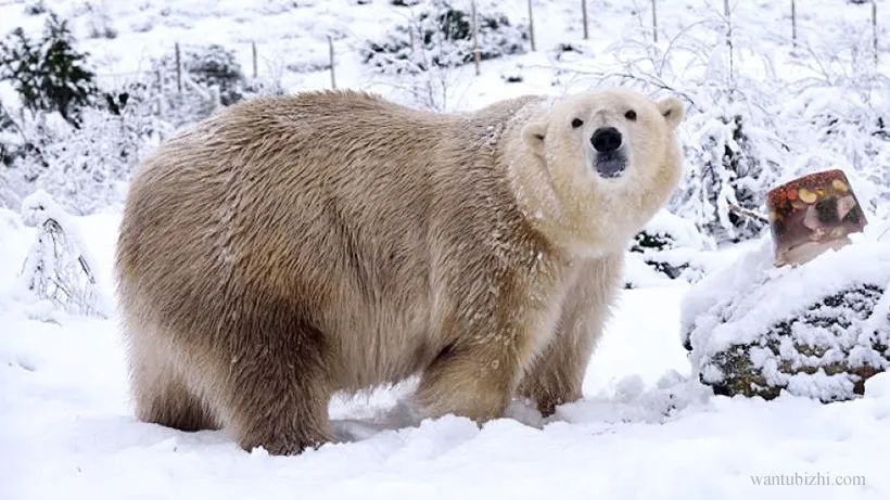 灰熊和北极熊杂交生出灰北极熊