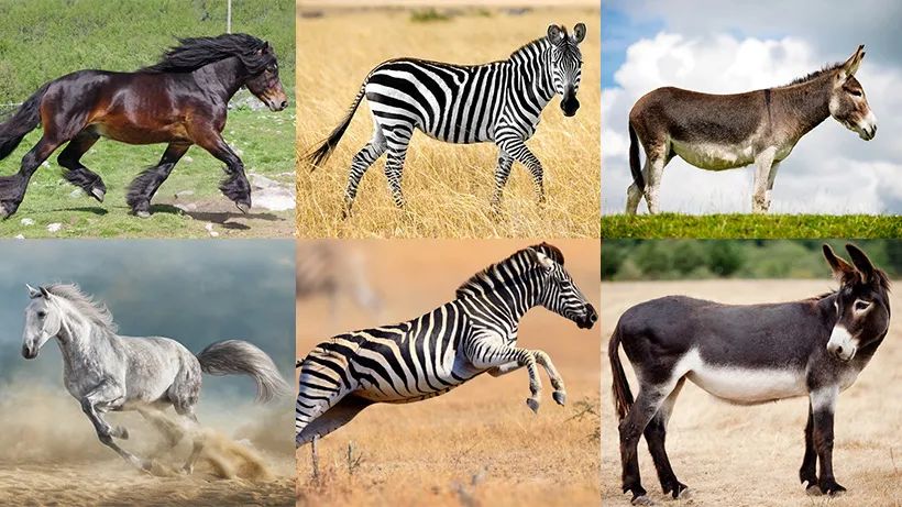 马，斑马、驴都属于马科，它们之间能繁育后代，而不能与其他类的生物繁育后代