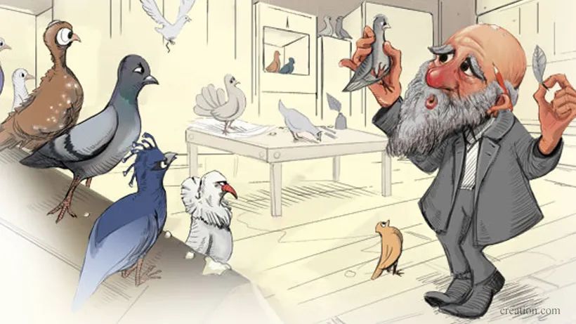 达尔文看到鸽子的后代有不同的样子