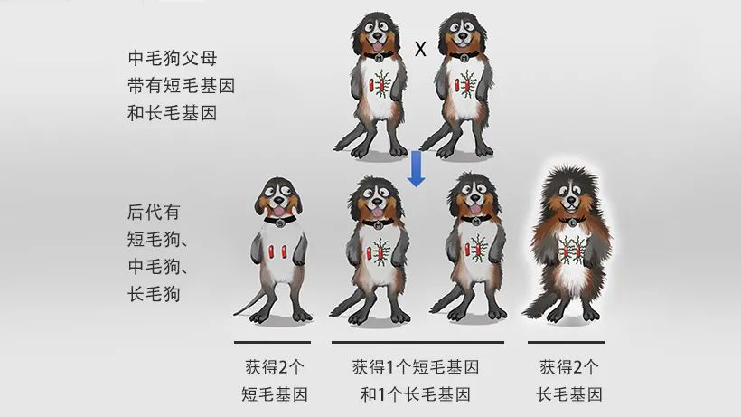 变异：中毛狗父母的基因重新组合后可以繁殖出短毛狗、中毛狗和长毛狗