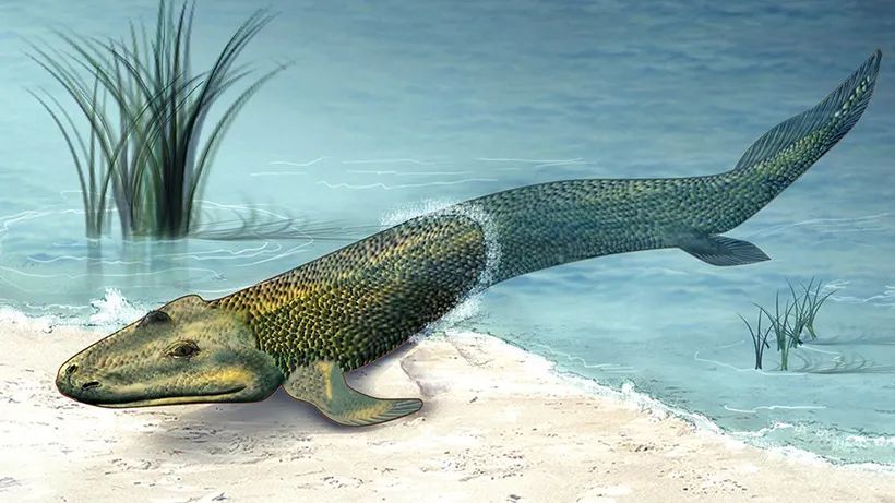 提鱼是陆地动物的祖先吗？