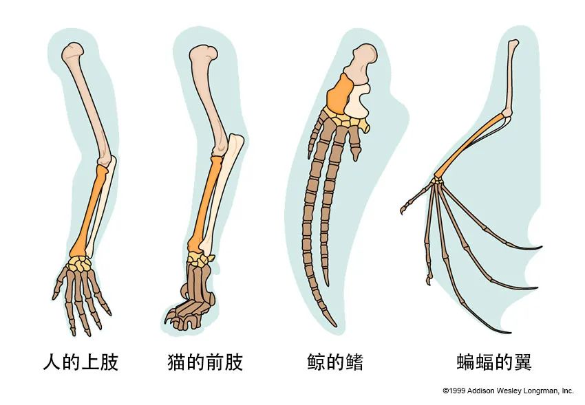 结构相似的肢体，进化想象它们源自于“共同祖先”