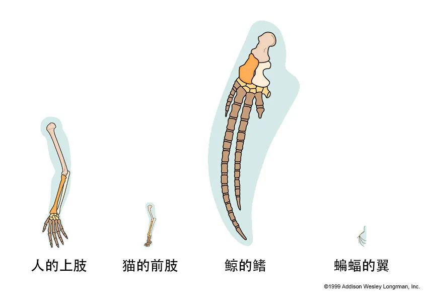 事实上，课本的图是不准确的，这些骨骼真实的大小存在巨大的差异