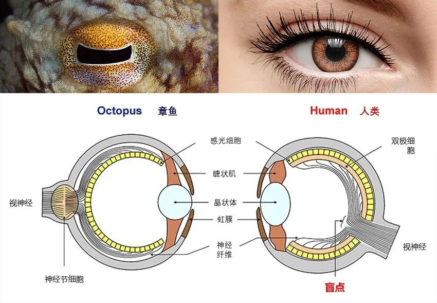 章鱼和人类眼睛的结构