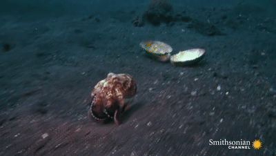 章鱼收集贝壳