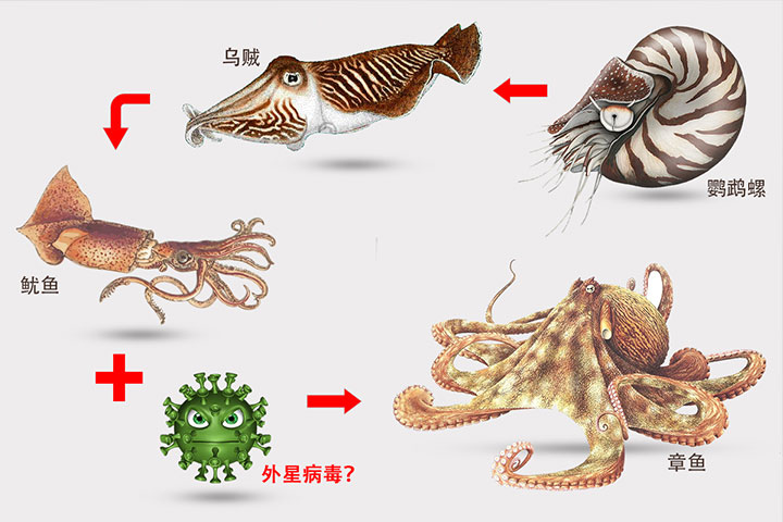 想象的章鱼进化故事！