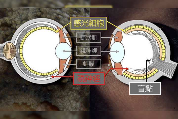 章鱼眼（左）和人眼（右）的结构示意图（更正：图中浅蓝色椭圆形结构应为晶状体）