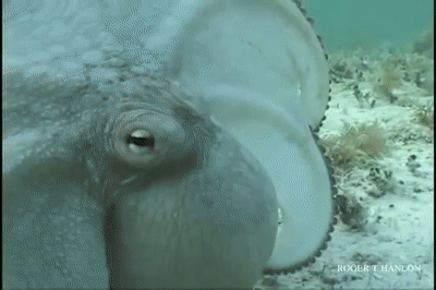 伪装成水草的章鱼