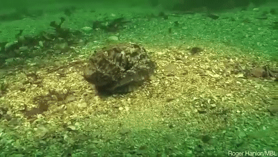 伪装成石头的章鱼