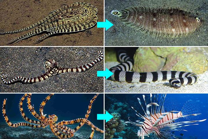 拟态章鱼（左）模仿：比目鱼、海蛇和狮子鱼（右）