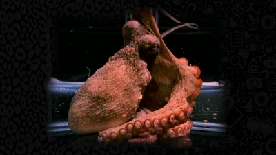 章鱼轻松通过狭缝