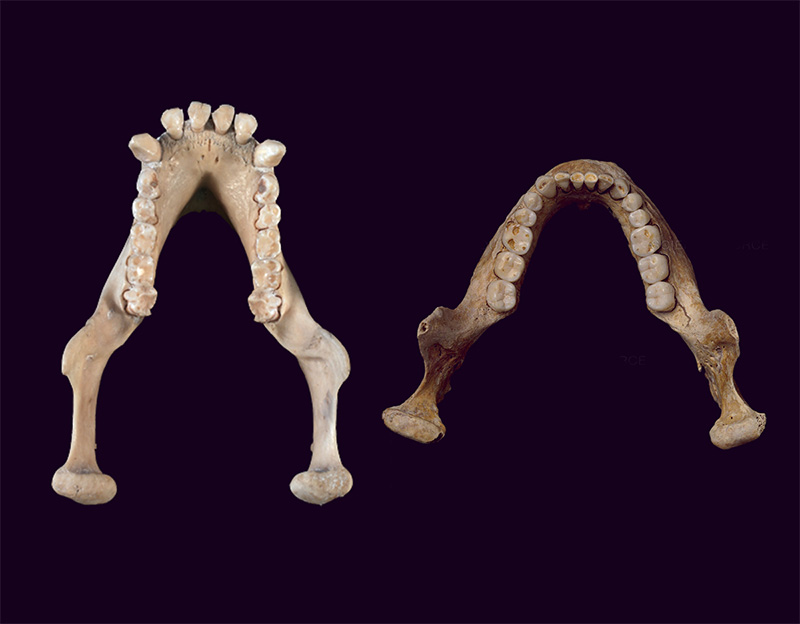 黑猩猩（左）和人类（右）的下颌骨对比