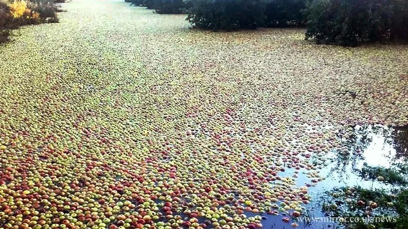 野生苹果树的果实掉落在河流，浮在水面