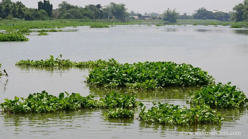 植物种子也可以附在浮垫上分散到世界各地