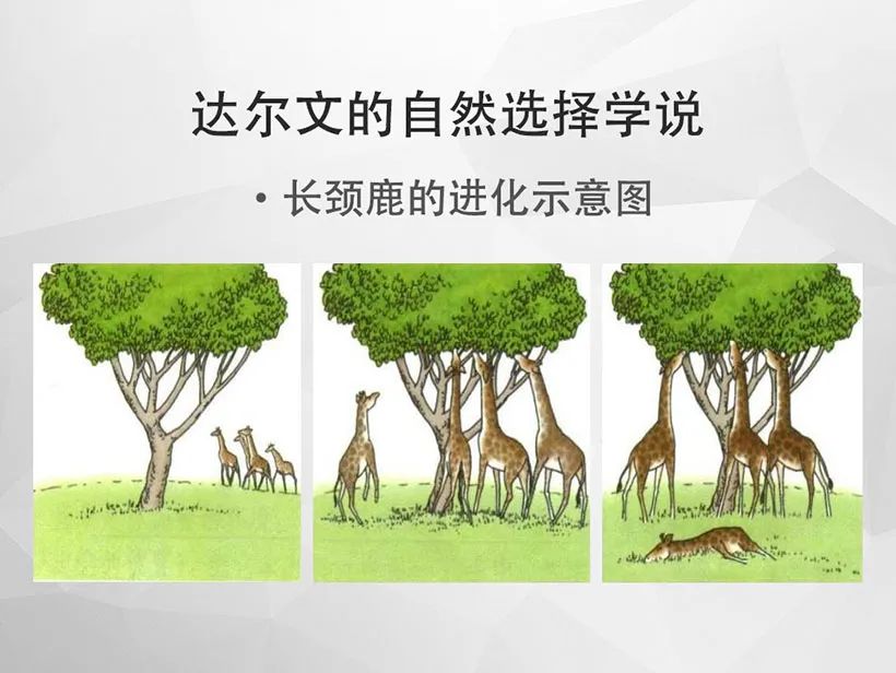 书本用长颈鹿吃叶子的例子说明生物进化